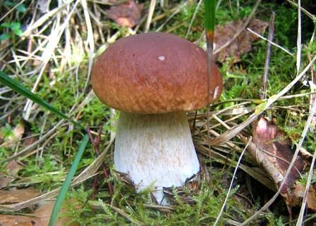 белый гриб свежий